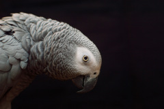 Parrot-show-Kasper-Jensen-2020-49